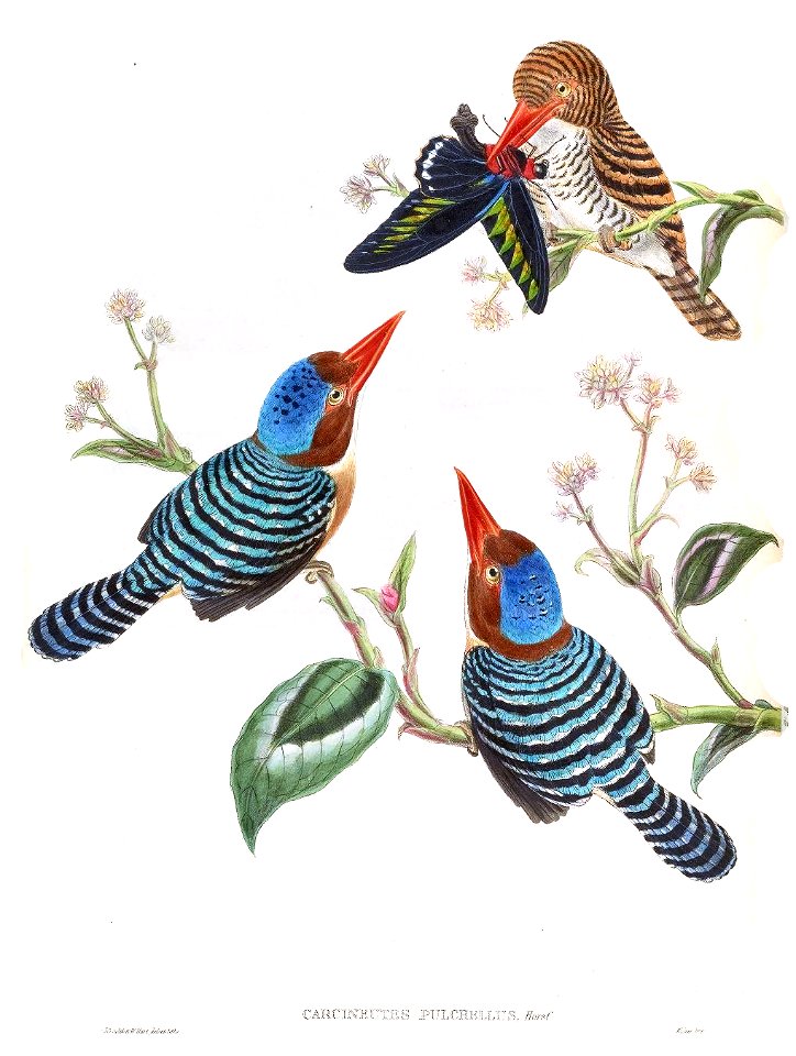 CarcineutesPulchellusGould