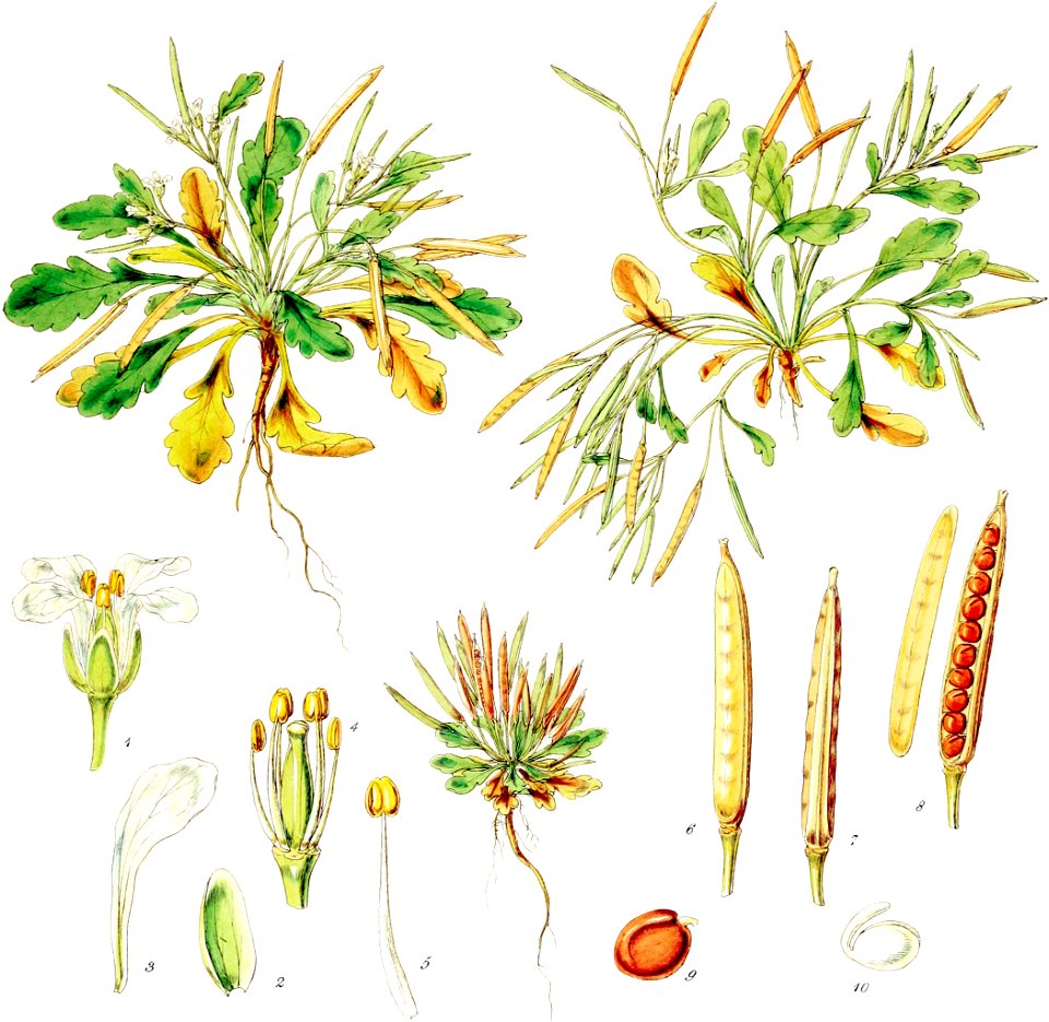 Cardamine depressa-Botany of Antarctica-PL003-0011