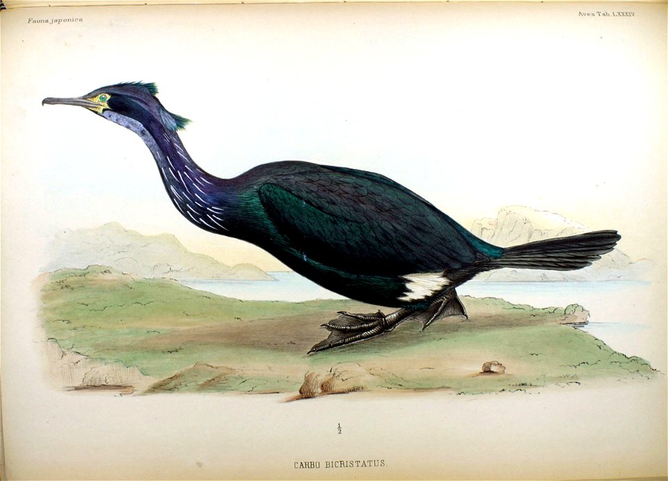Carbo bicristatus Fauna Japonica