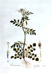 Cardamine hirsuta — Flora Batava — Volume v2
