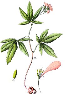 Cardamine sp Sturm13