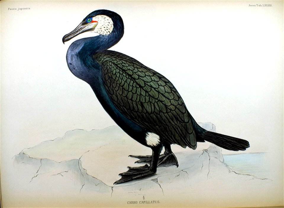 Carbo capillatus Fauna Japonica