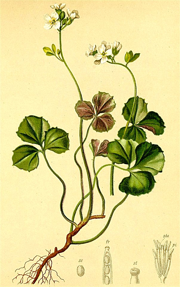 Cardamine trifolia Atlas Alpenflora