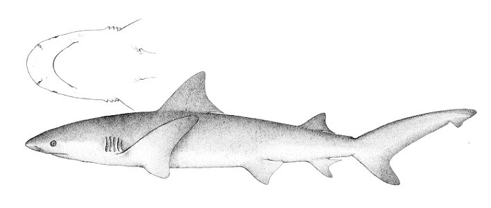 Carcharhinus leucas