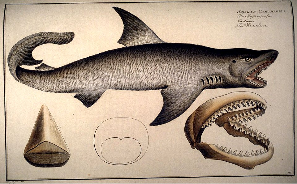 Carcharodon carcharias Kruger