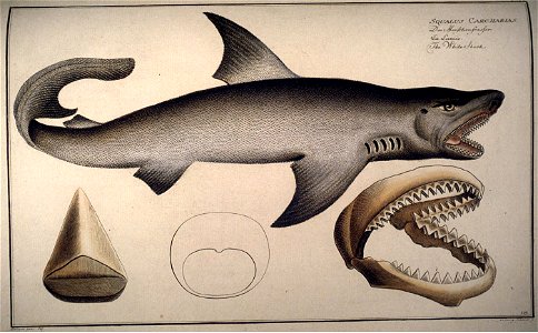 Carcharodon carcharias Kruger