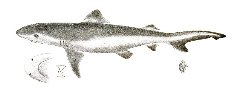 Carcharias gangeticus Day 187