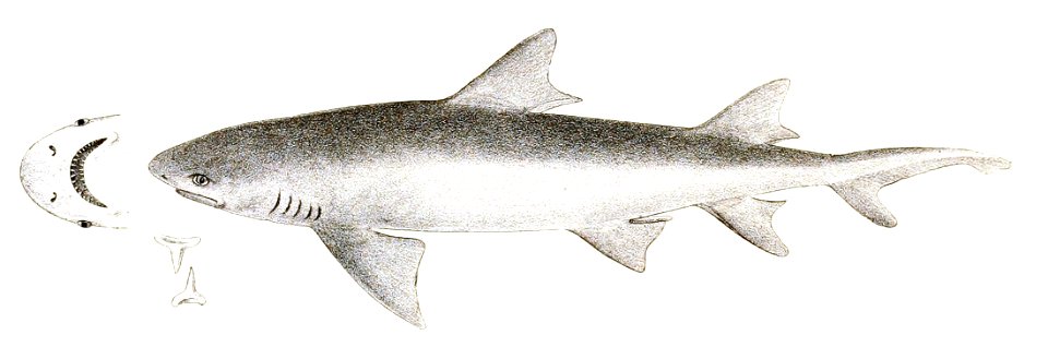 Carcharias ellioti Day 189