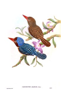CarcineutesAmabilisGould