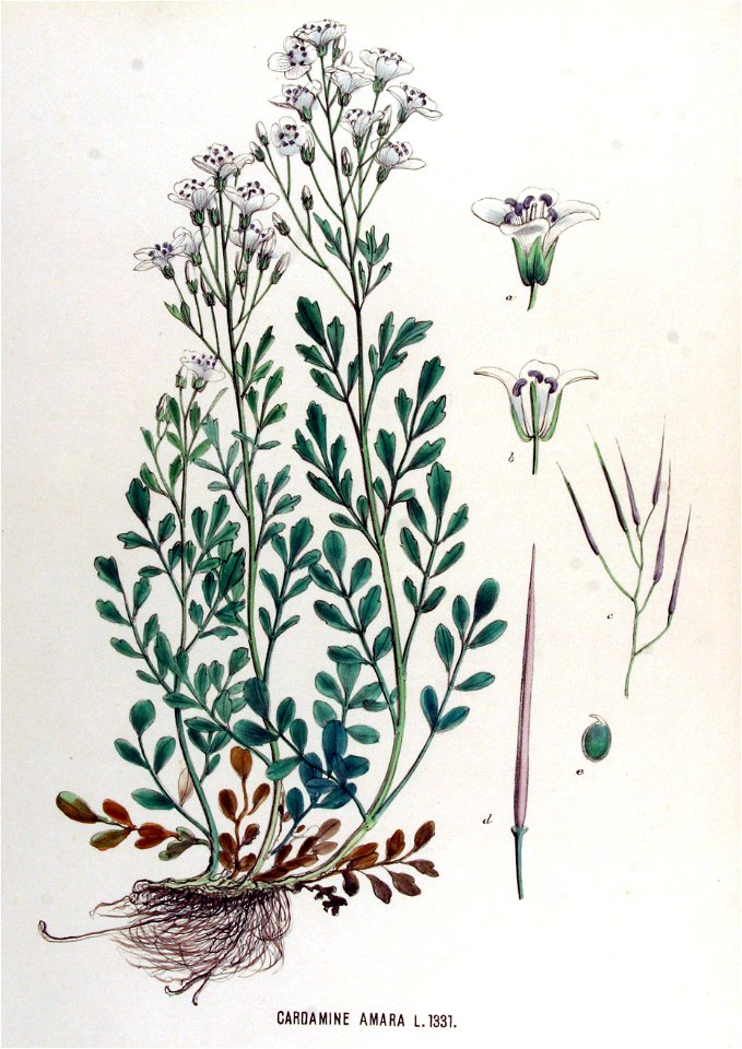 Cardamine amara — Flora Batava — Volume v17
