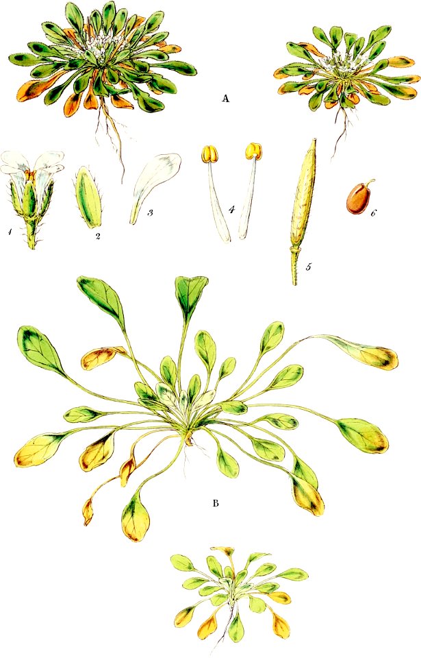 Cardamine depressa-Botany of Antarctica-PL004-0013