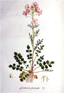 Cardamine pratensis — Flora Batava — Volume v1