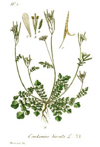 Cardamine hirsuta - Deutschlands flora in abbildungen nach der natur - vol. 12 - t. 38. Free illustration for personal and commercial use.