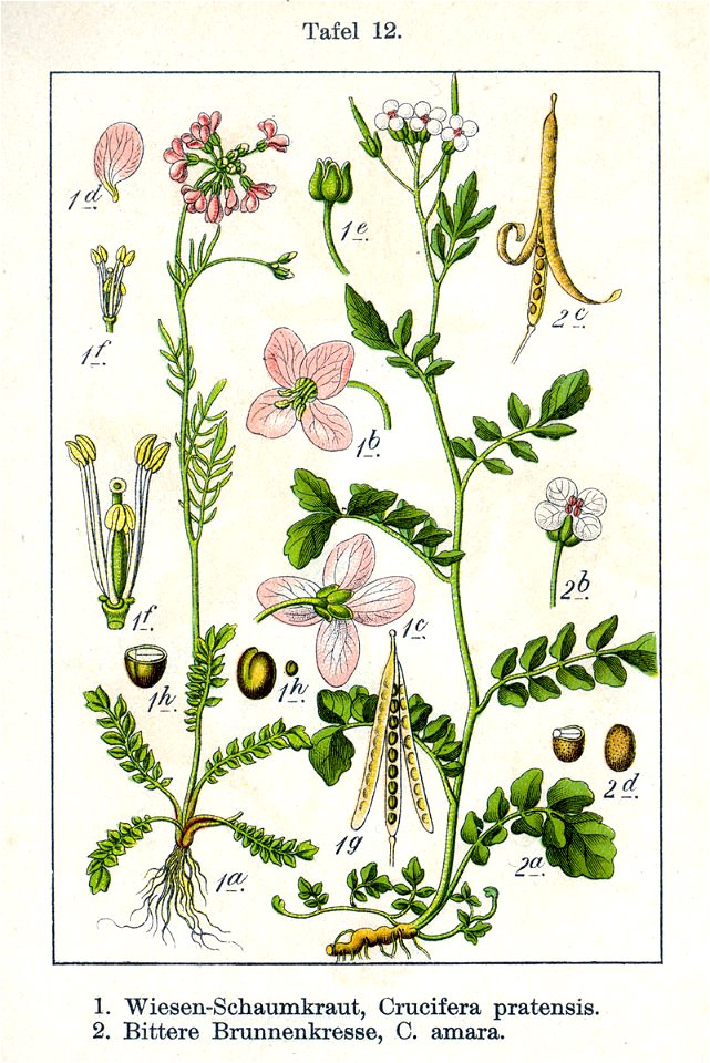 Cardamine spp Sturm06012
