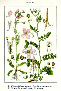 Cardamine spp Sturm06012