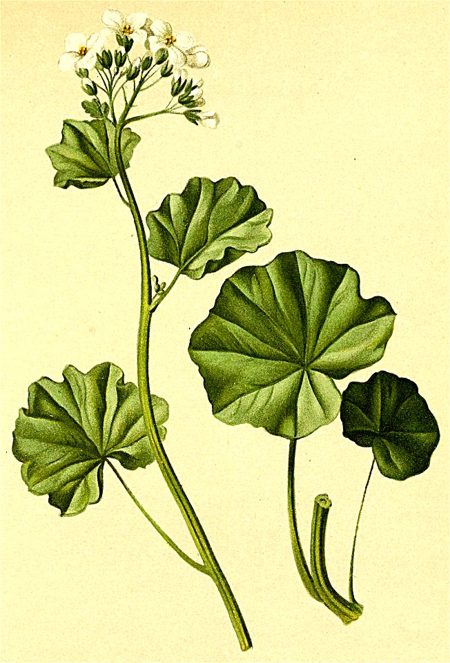 Cardamine asarifolia Atlas Alpenflora