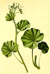 Cardamine asarifolia Atlas Alpenflora