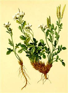 Cardamine resedifolia Atlas Alpenflora