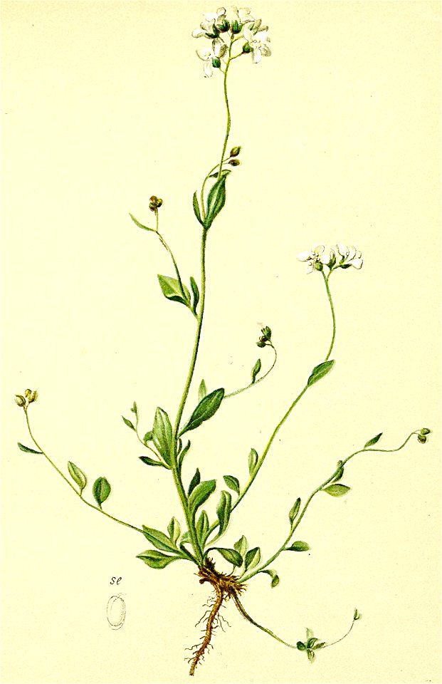 Cardaminopsis halleri Atlas Alpenflora