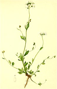 Cardaminopsis halleri Atlas Alpenflora