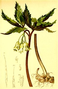 Cardamine enneaphyllos Atlas Alpenflora