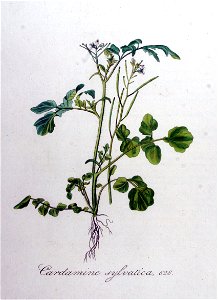 Cardamine sylvatica — Flora Batava — Volume v8