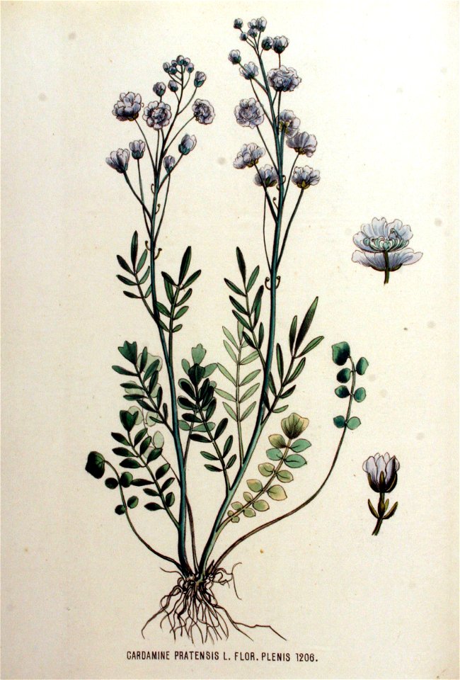 Cardamine pratensis — Flora Batava — Volume v16