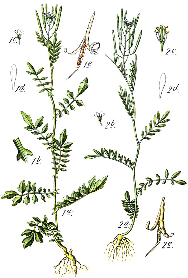 Cardamine spp Sturm11