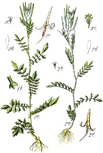 Cardamine spp Sturm11