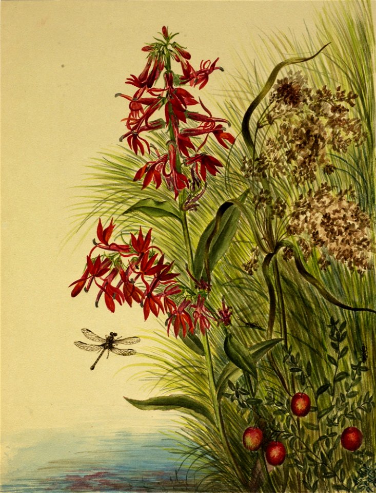 Cardinal Flower SAAM-1970.355.338 1