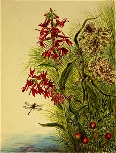Cardinal Flower SAAM-1970.355.338 1