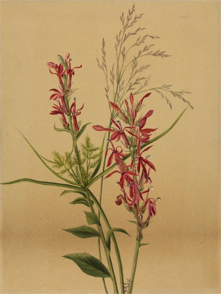 Cardinal Flower SAAM-1970.355.601 1