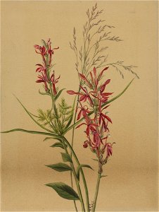 Cardinal Flower SAAM-1970.355.601 1