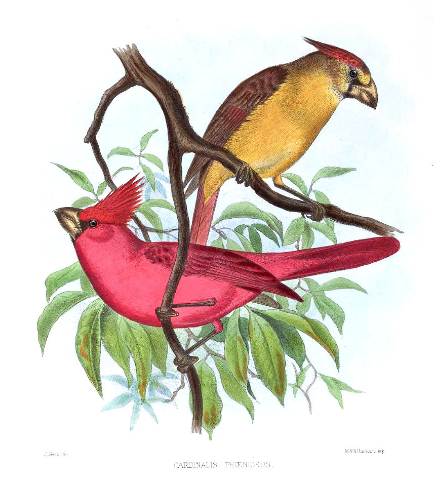 CardinalisPhoeniceusSmit