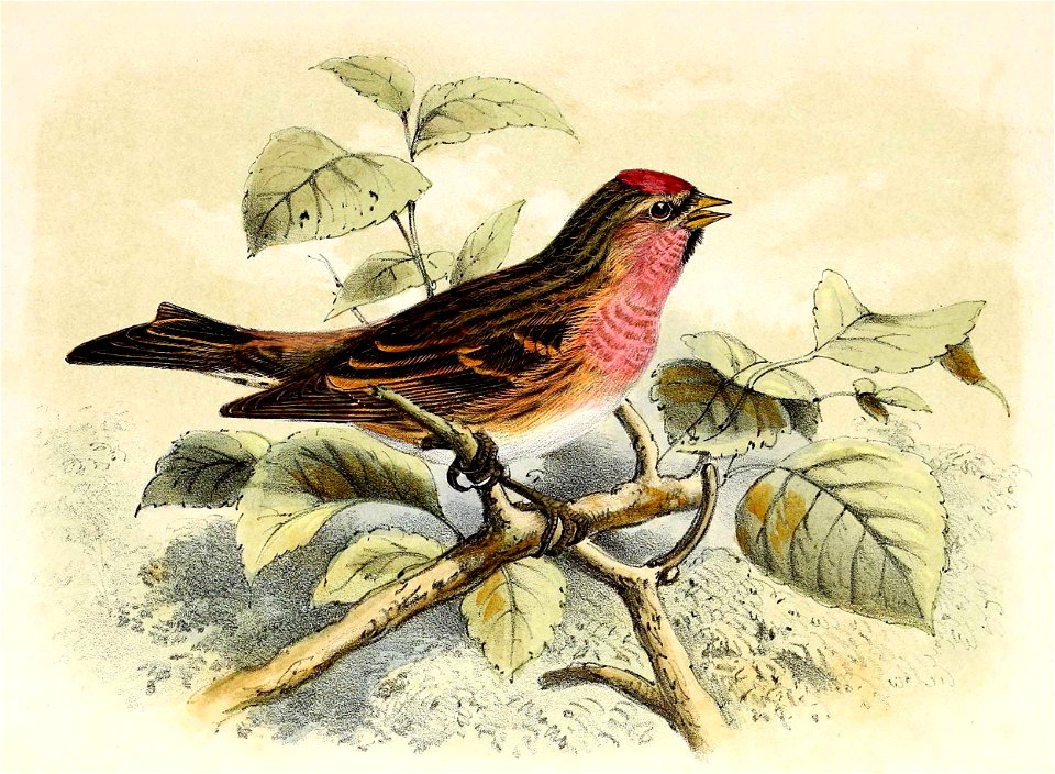 Carduelis flammea 1873. Free illustration for personal and commercial use.