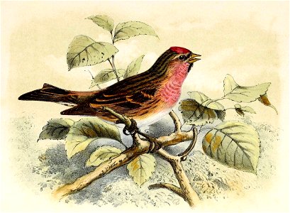 Carduelis flammea 1873