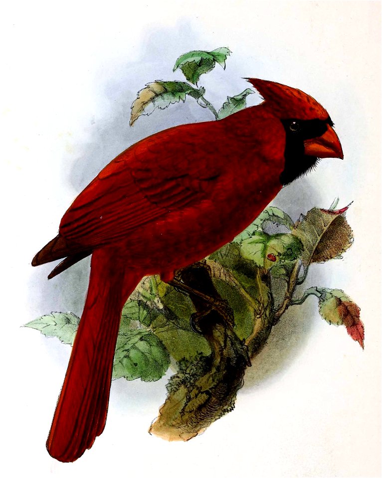 Cardinalis cardinalis 1876