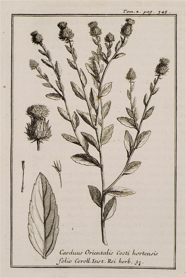 Carduus Orientalis Costi hortensis folio Coroll Inst Rei herb 31 - Tournefort Joseph Pitton De - 1717