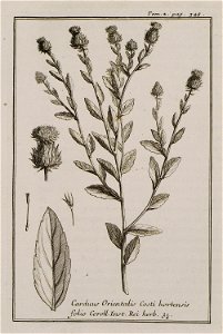 Carduus Orientalis Costi hortensis folio Coroll Inst Rei herb 31 - Tournefort Joseph Pitton De - 1717