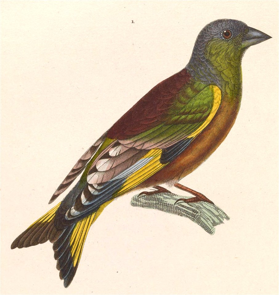 Carduelis sinica kawarahiba 1838