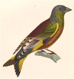 Carduelis sinica kawarahiba 1838