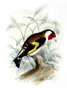 Carduelis carduelis 1869. Free illustration for personal and commercial use.