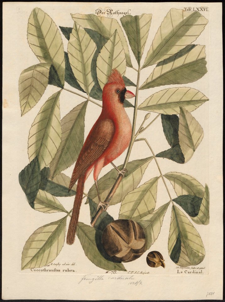 Cardinalis virginianus - 1700-1880 - Print - Iconographia Zoologica - Special Collections University of Amsterdam - UBA01 IZ16000137