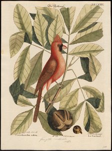 Cardinalis virginianus - 1700-1880 - Print - Iconographia Zoologica - Special Collections University of Amsterdam - UBA01 IZ16000137
