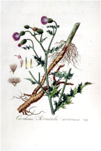 Carduus arvensis — Flora Batava — Volume v5