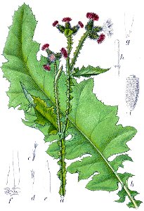 Carduus crispus Sturm10
