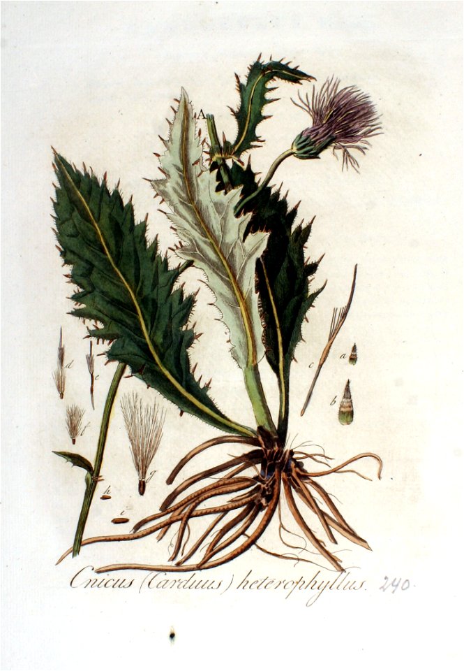 Carduus heterophyllus — Flora Batava — Volume v3