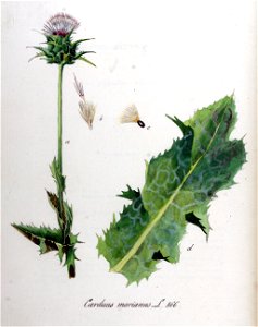 Carduus marianus — Flora Batava — Volume v11