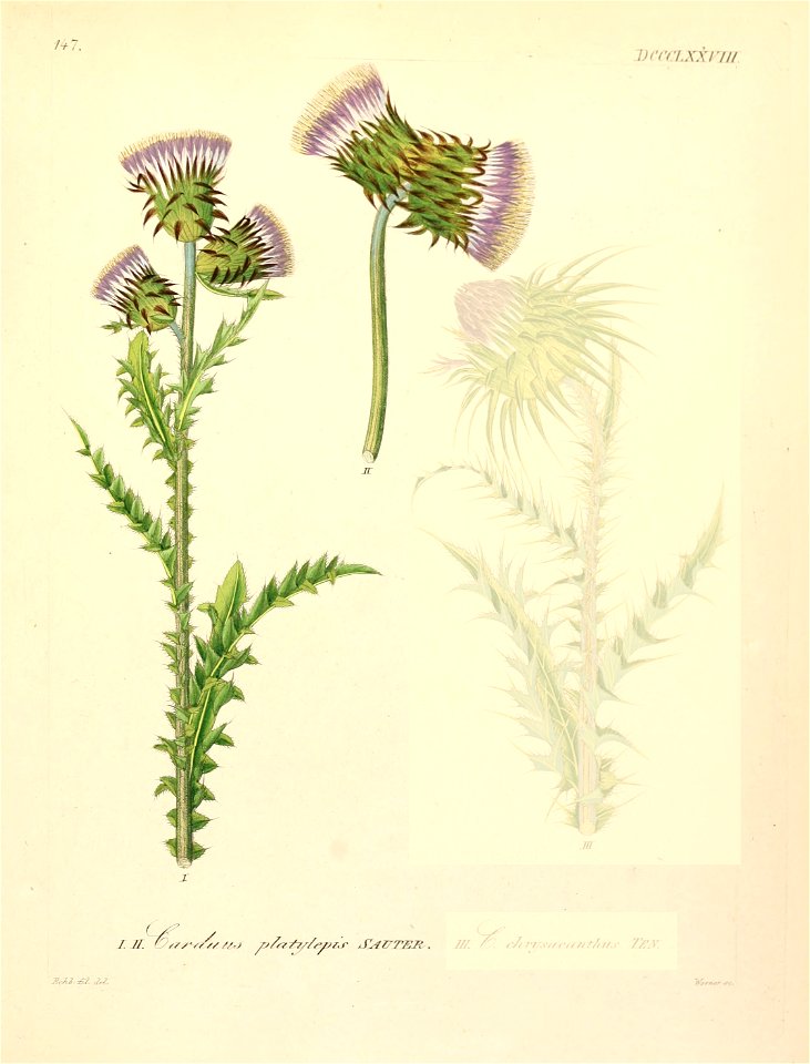 Carduus nutans ssp platylepis