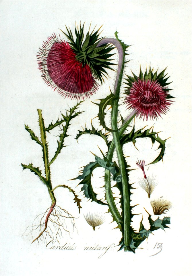 Carduus nutans — Flora Batava — Volume v2